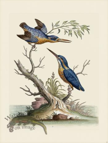 Edwards 011 Little Indian Kingfishers